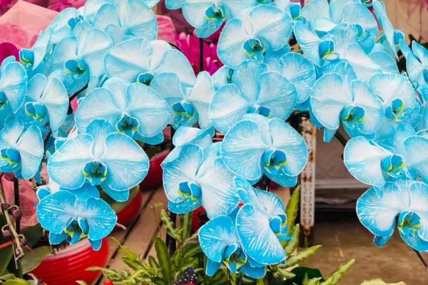 蝴蝶兰叶片生长速度，一年长一对叶片