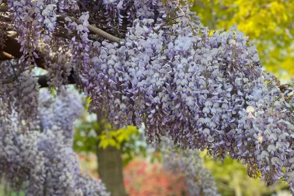 藤本植物有哪些，常见以下5种
