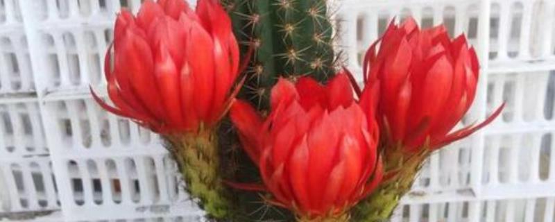 毛花柱仙人球的养殖方法，一定要为其提供充足的光照
