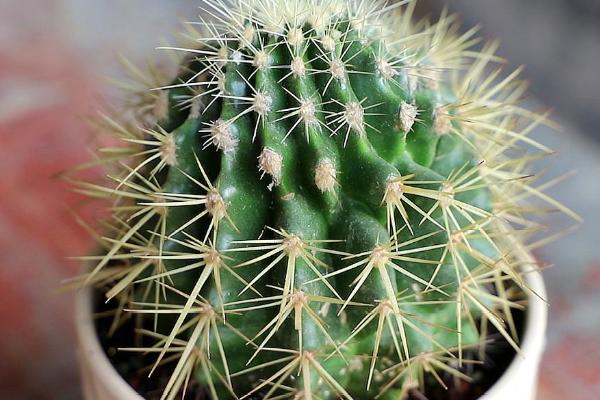 毛花柱仙人球的养殖方法，一定要为其提供充足的光照