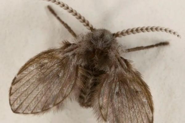 用什么药可以杀蛾蚋，用巴斯夫奋斗呐药效果好