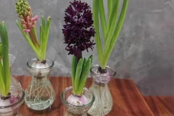 风信子怎么养，可以水培养殖