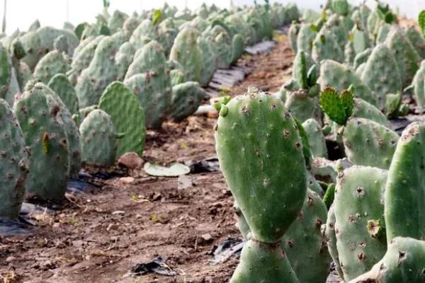 仙人掌可以多久不浇水，可以半年甚至一年不浇水