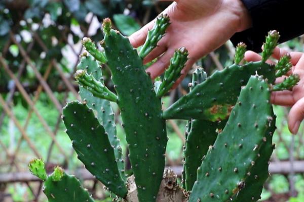仙人掌可以多久不浇水，可以半年甚至一年不浇水