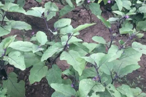 茄子秧枯萎打蔫怎么治，可喷洒药剂或疏松土壤等