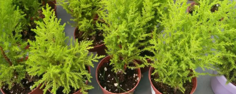 香松冬天耐寒吗，只能忍受0℃的低温