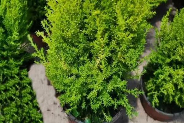 香松冬天耐寒吗，只能忍受0℃的低温