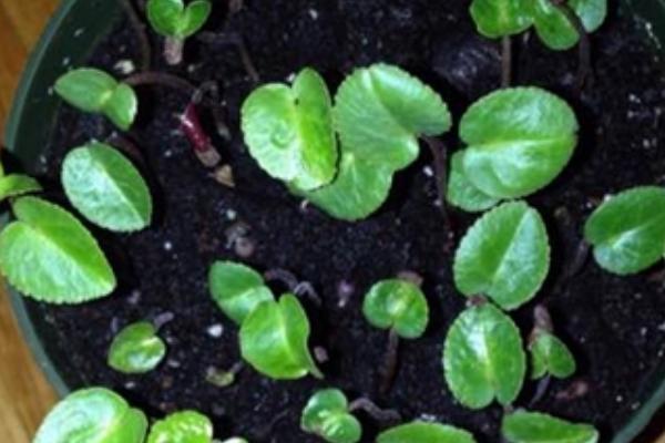 仙客来小苗的移栽方法，在春季进行移栽为佳