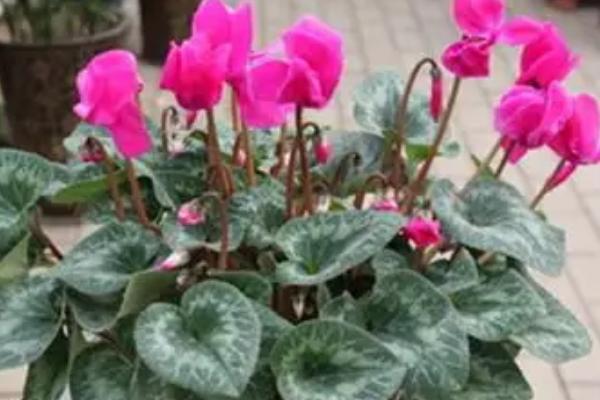 仙客来小苗的移栽方法，在春季进行移栽为佳