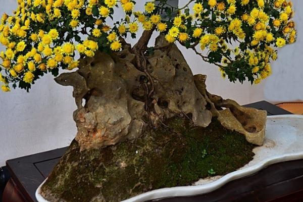 盆栽菊花能开多久，花期能持续一个月左右