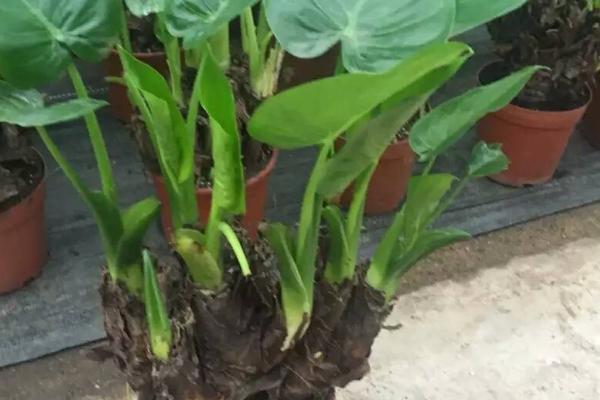 滴水观音的根部大不大，根茎肥厚膨大、容易形成巨型根部