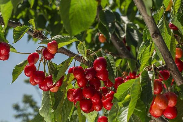 五月适合种什么水果，适合种苹果、梨、樱桃等