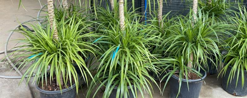 龙须树温度低于多少度容易冻死，零下五度左右的时候就会冻死