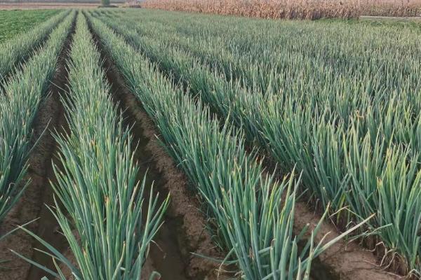 大葱什么时候种，一般分为春播和秋播