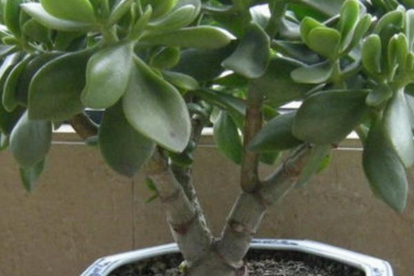 玉树的花语，寓意着吉祥、富贵、珍惜等