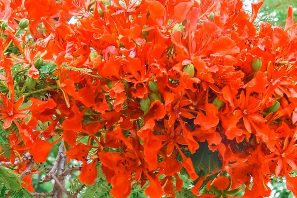 凤凰花的花语，寓意相思、青春热烈、重新起航等