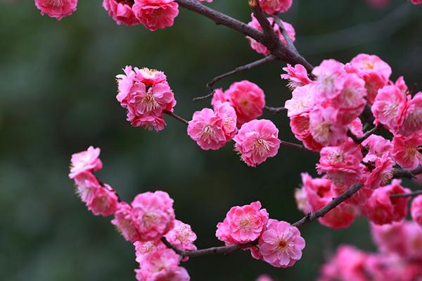 梅花什么季节开放，一般在12月份陆续开花