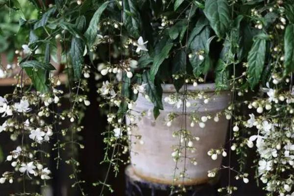 垂丝茉莉的花语，寓意忠贞、尊敬等