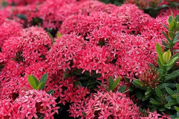 龙船花的花语，有着争先恐后的花语