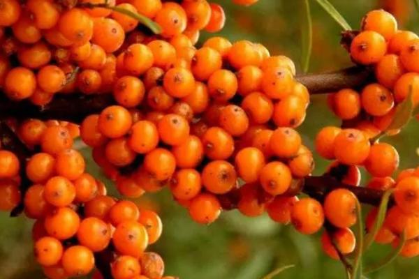 沙棘的食用方法，可以直接食用或榨汁饮用