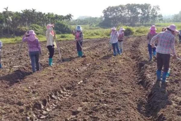 红地肤种子的种植方法，可选择在3月中旬至4月中旬之间进行播种