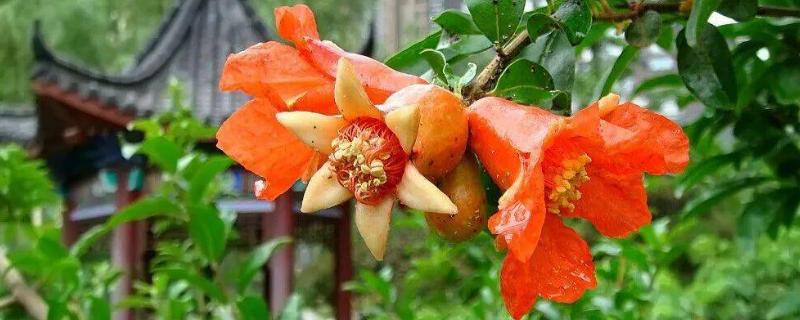 萼片是花的哪个部位，在花朵的最外层