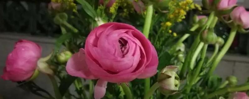 洋牡丹怎么养不垂头，首先需确保水质的干净透彻