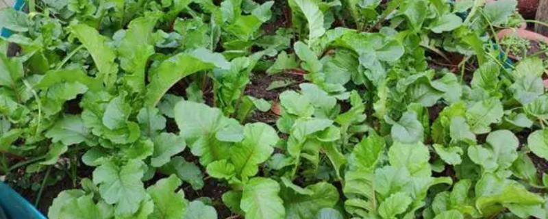 萝卜菜的种植时间和方法，集中在每年9-10月份