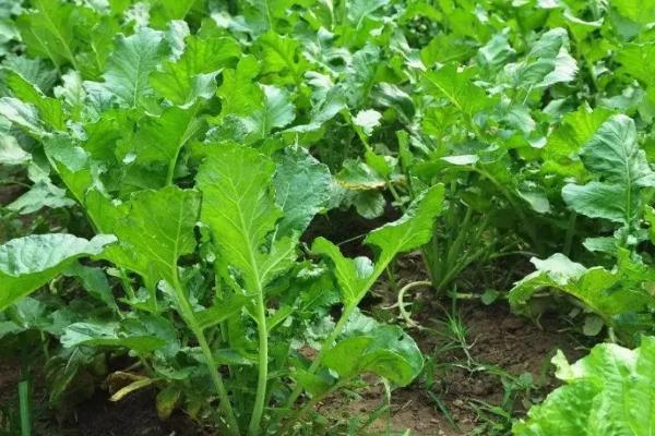 萝卜菜的种植时间和方法，集中在每年9-10月份