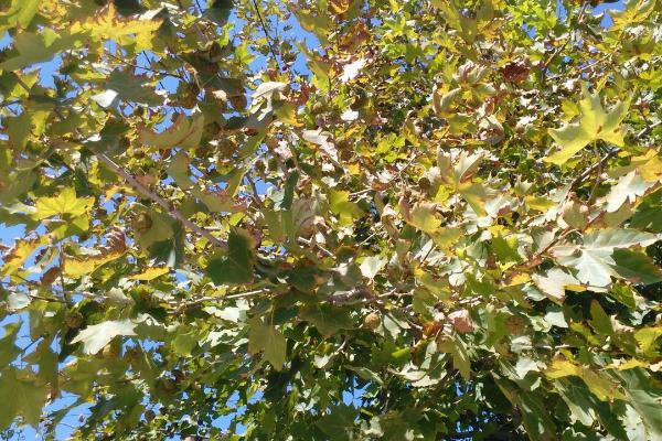 法国梧桐树的特点，树形高大且用途广泛