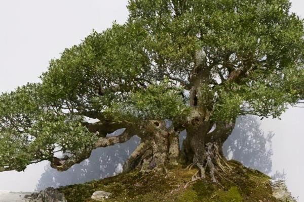 雀梅的养殖方法，选择专业的花肥来施肥