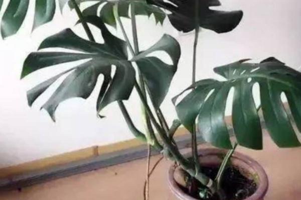 龟背竹怎么修剪，生长过于旺盛的话可以整株修剪