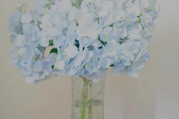 绣球花的水养方法，最好要两天换一次水