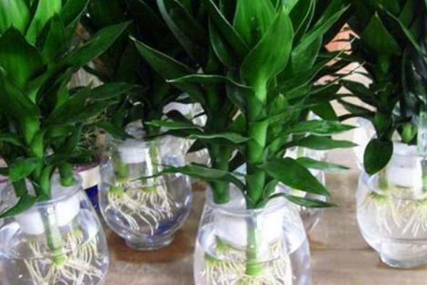 富贵竹怎么繁殖，一般采用扦插的方法繁殖