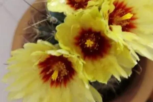 龙王球有几个品种，龙王球只有一种