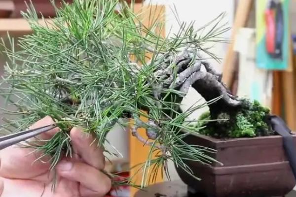 文松怎么修剪，强枝强剪弱植弱剪