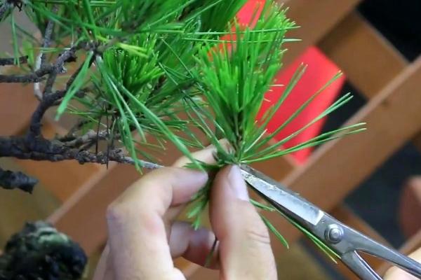 文松怎么修剪，强枝强剪弱植弱剪