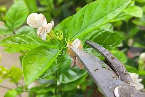 怎么修剪茉莉花，开花后要剪除密集枝、细弱枝、枯老枝