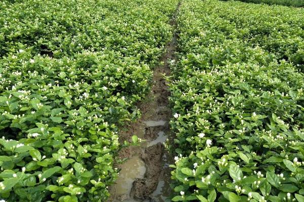 怎么修剪茉莉花，开花后要剪除密集枝、细弱枝、枯老枝