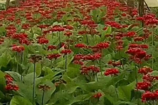 人参的种植方法，4-5月份的时候播种为佳