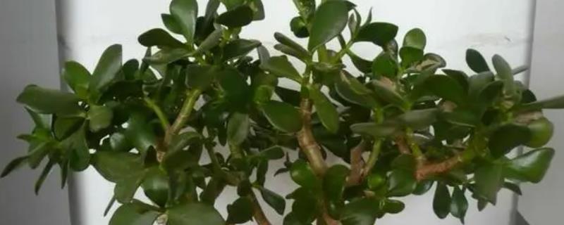 燕子掌的作用，可美化环境和净化空气