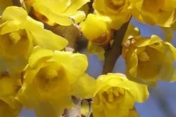 素心腊梅的养殖方法，生长期应给予充足的光照