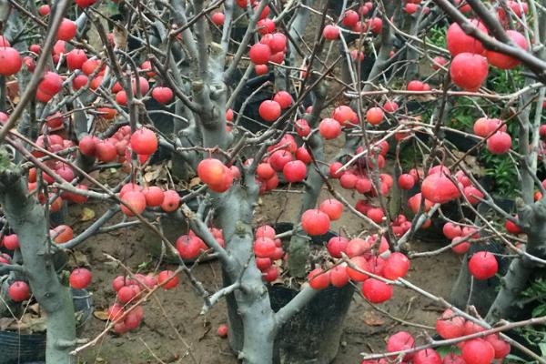 冬红海棠怎么修剪，生长期和休眠期均可修剪