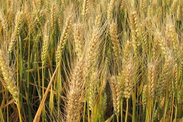 大麦的寓意，寓意谦虚、平安和希望等