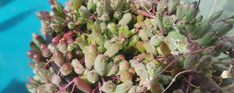 紫玄月夏季怎样浇水，需要控制浇水频次