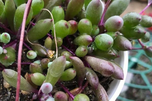 紫玄月夏季怎样浇水，需要控制浇水频次