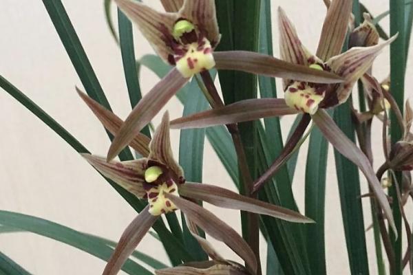 台湾小姐兰花如何换盆，在春秋两个季节进行