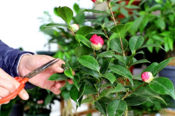 茶花几月份修剪，大约在每年的春季