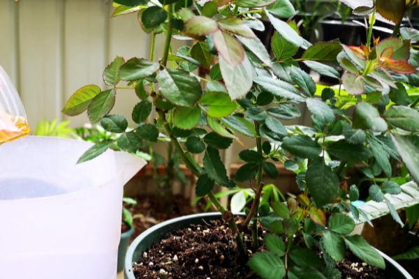 月季夏天怎么浇水，应该每隔1-2天浇一次水