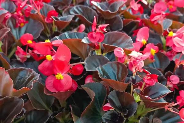 四季海棠的外形特征，根茎直立且花朵呈聚伞花序